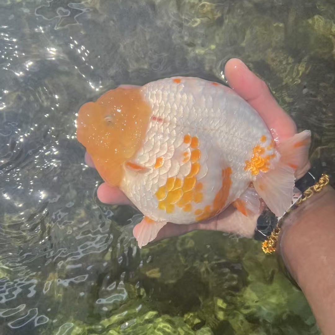 泰国进口原泰金鱼鱼溪流鱼观赏鱼观赏水宠观赏鱼