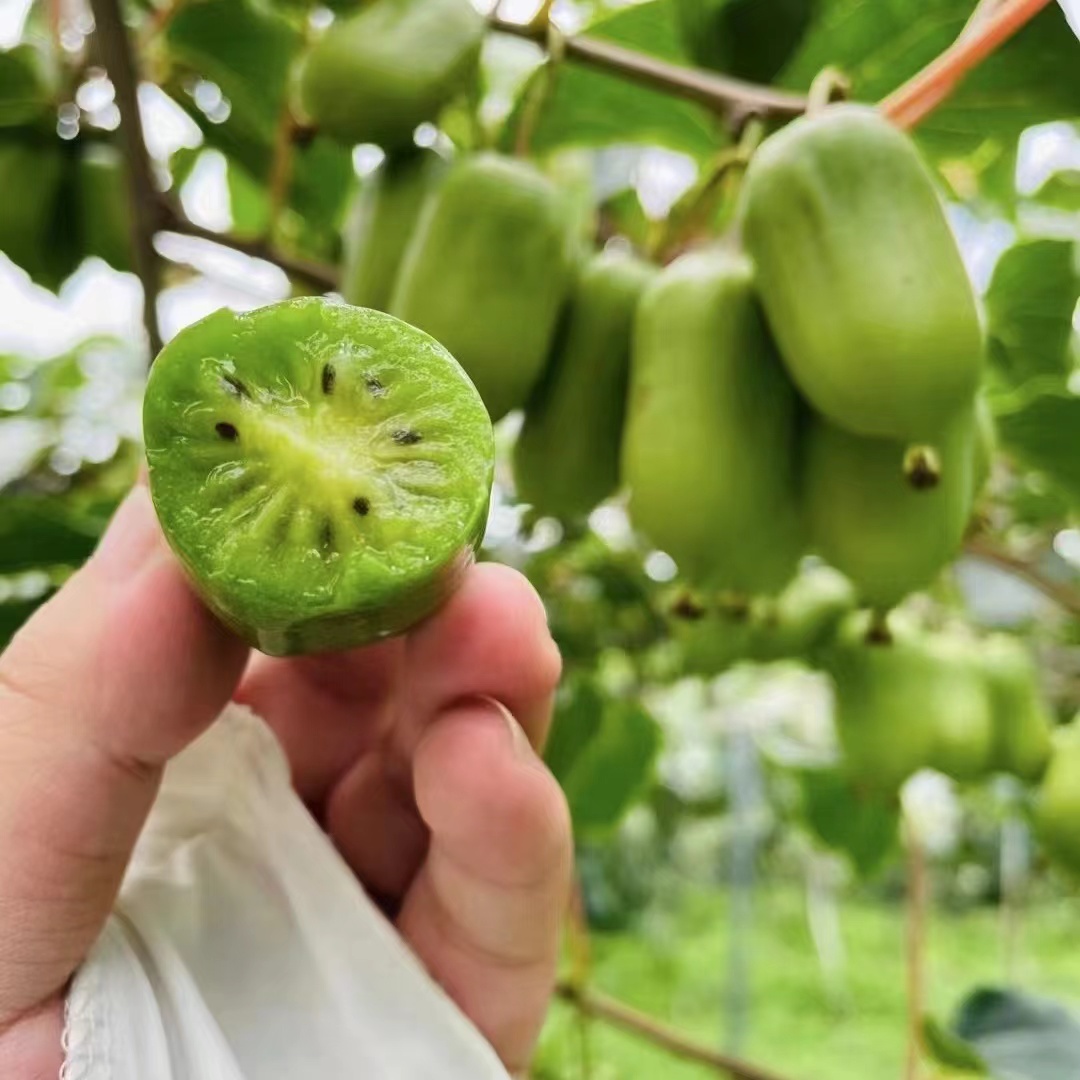 【顺丰包邮】丹东软枣猕猴桃纯甜多汁新鲜当天现摘现发（放软了在吃）