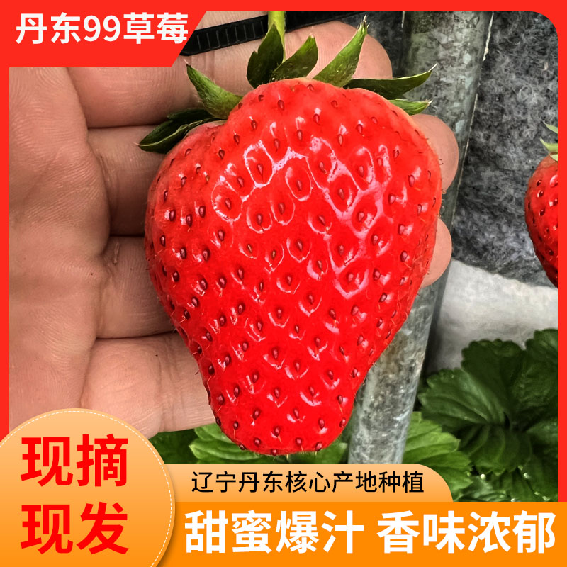 【现货秒发】丹东99草莓当天现摘先发牛奶草莓红颜新鲜应季顺丰包邮