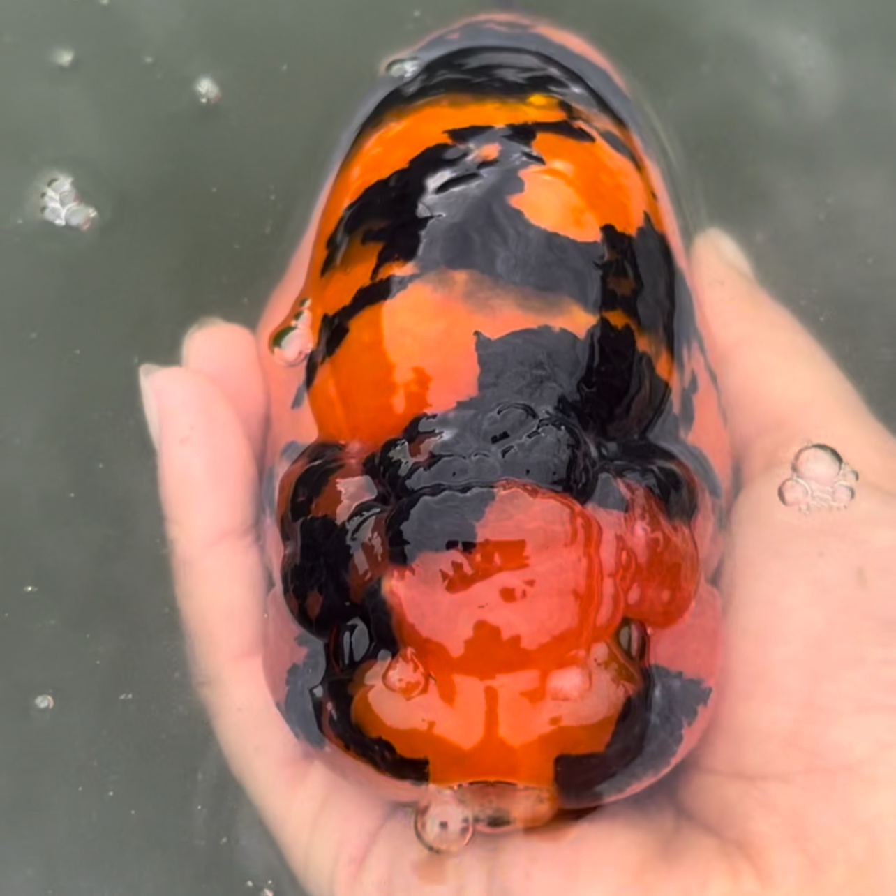 福州本地渔场精选高端兰寿金鱼