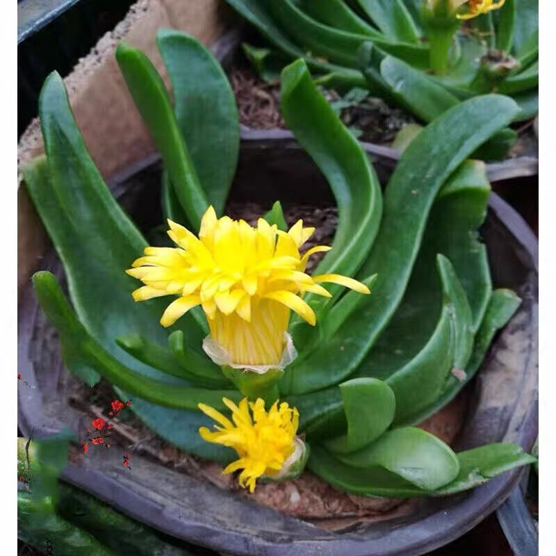 佛手托金多肉植物盆栽花卉阳台新手好养活宝绿色多肉不带盆土