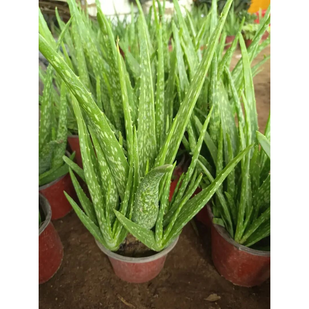 中华芦荟苗 好养易活裸根发货