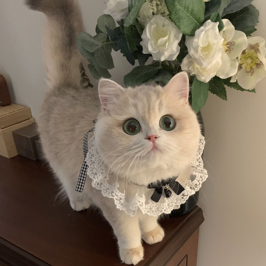 宠物围脖围兜猫咪狗狗口水巾蕾丝围领布偶蓝白要英短泰迪柯基比熊