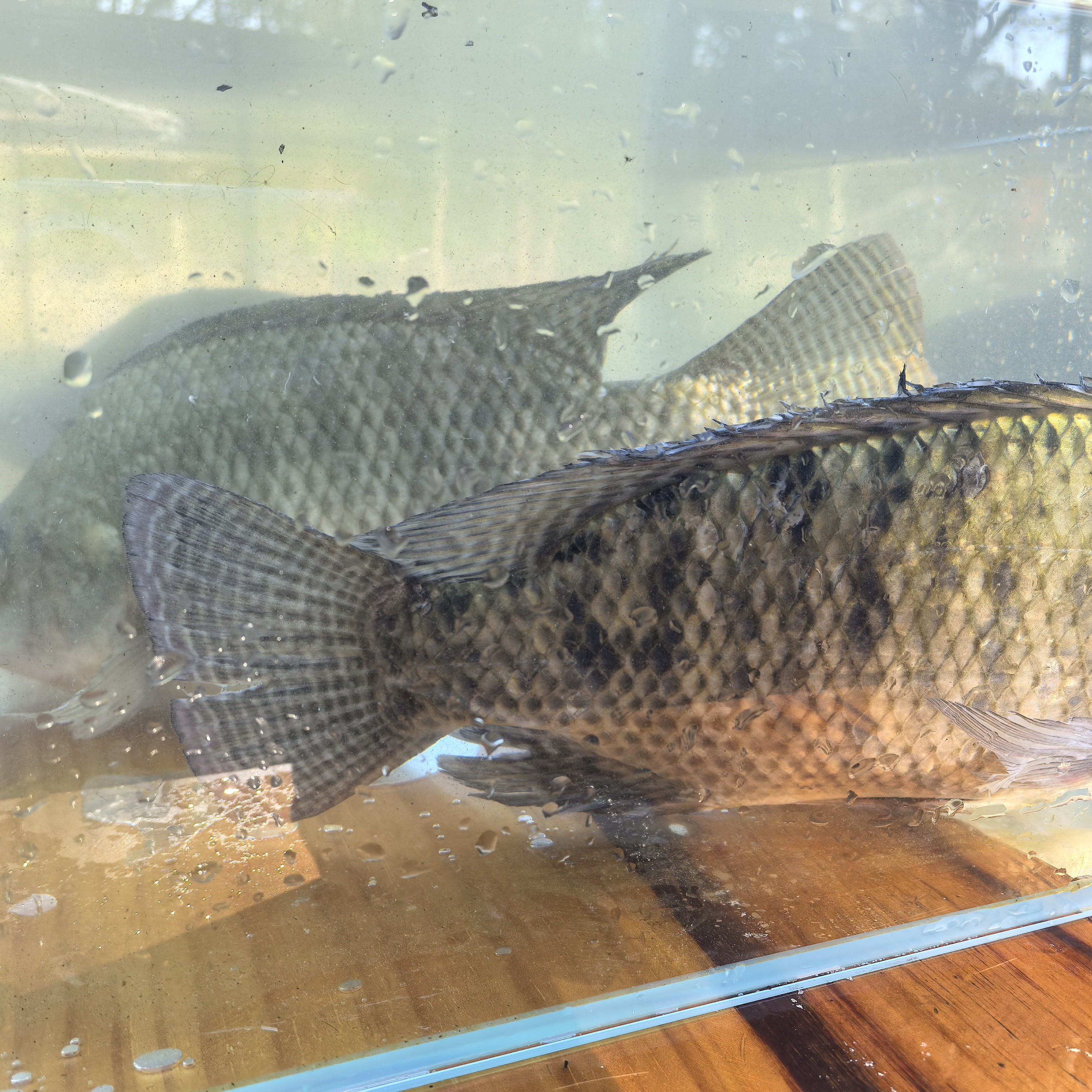 颐泉农业泉水养殖罗非鱼（只发广东省内或附近省份）