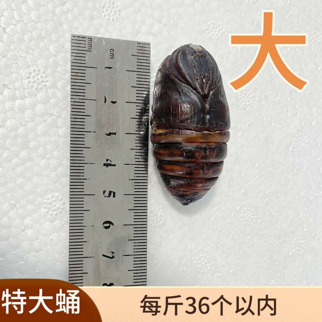 【特大蚕蛹】高蛋白新鲜活蛹现割现发东北特产柞树茧蛹优质营养美味