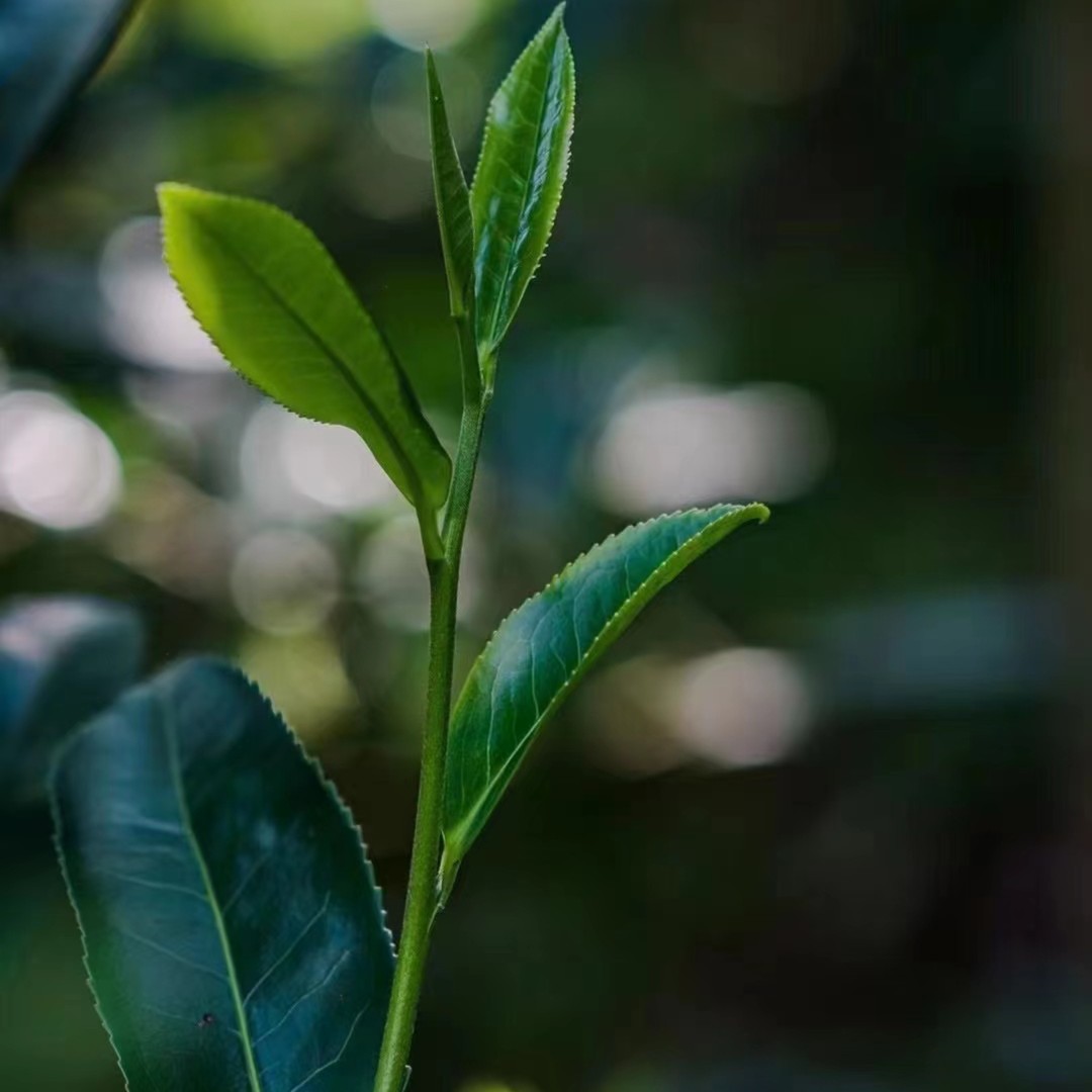 散茶链接 普洱生茶（以直播间介绍为主）