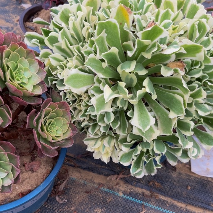 964多肉植物一物一拍