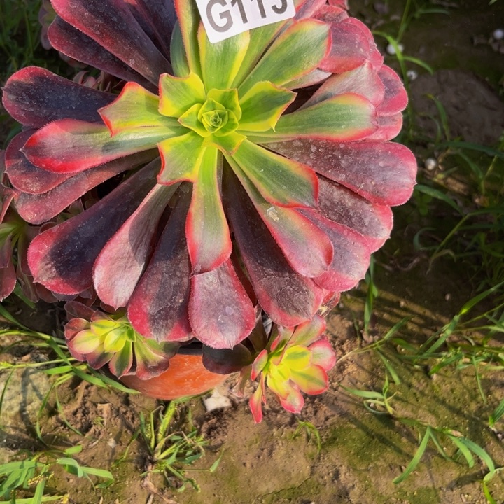 113多肉植物一物一拍