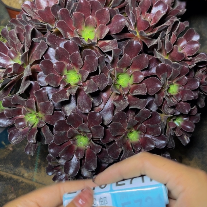 714多肉植物一物一拍