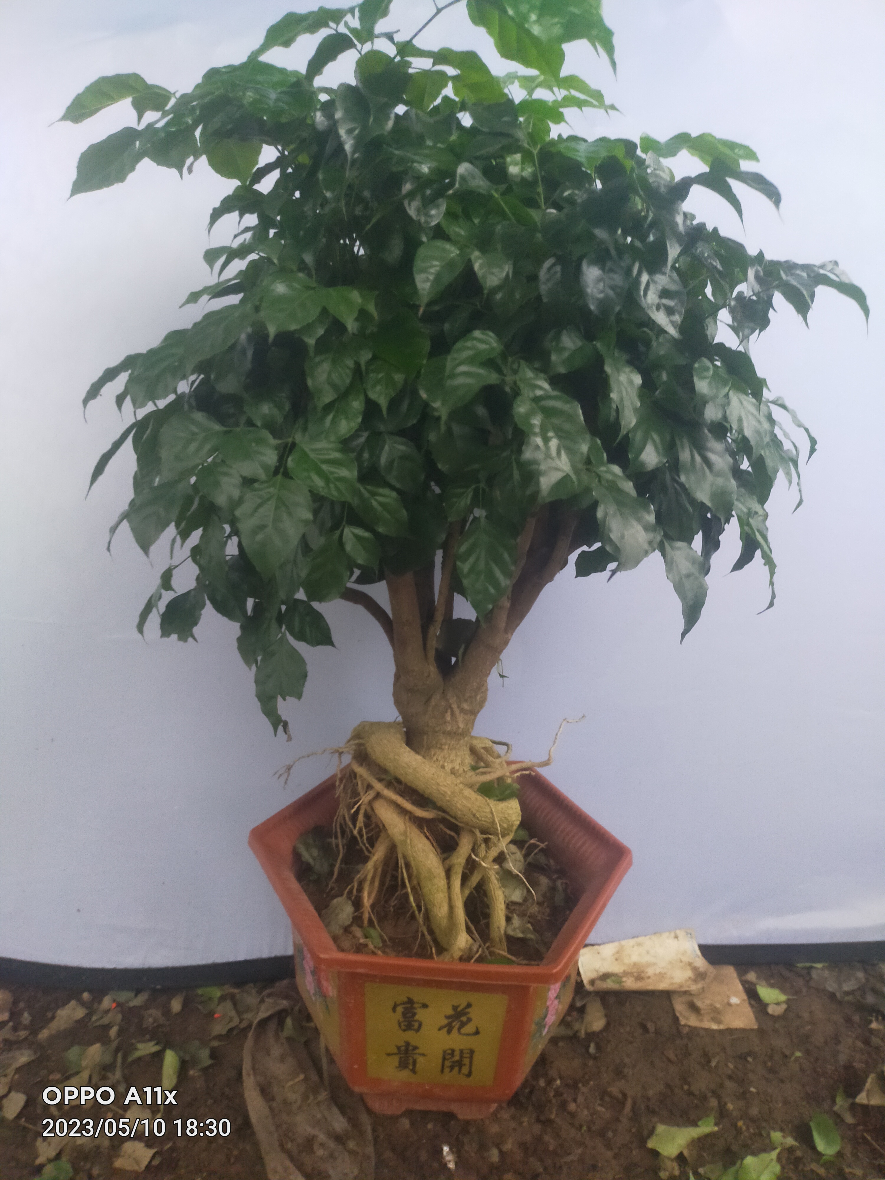 幸福树盆栽客厅好养绿植室内办公室绿宝大摆件植物净化空气吸甲醛