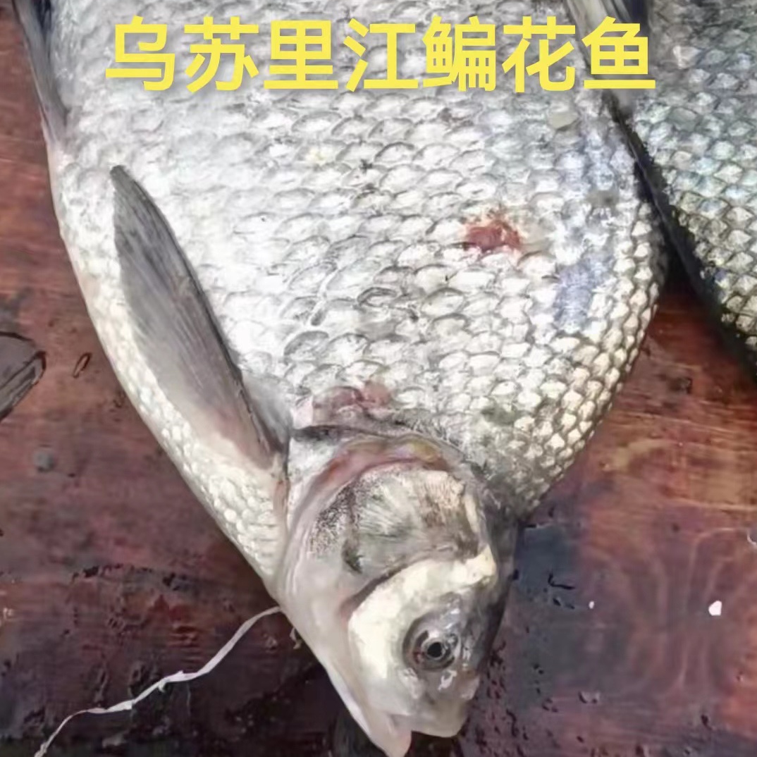 抚远纯江野生鳊花鱼（顺丰包邮）