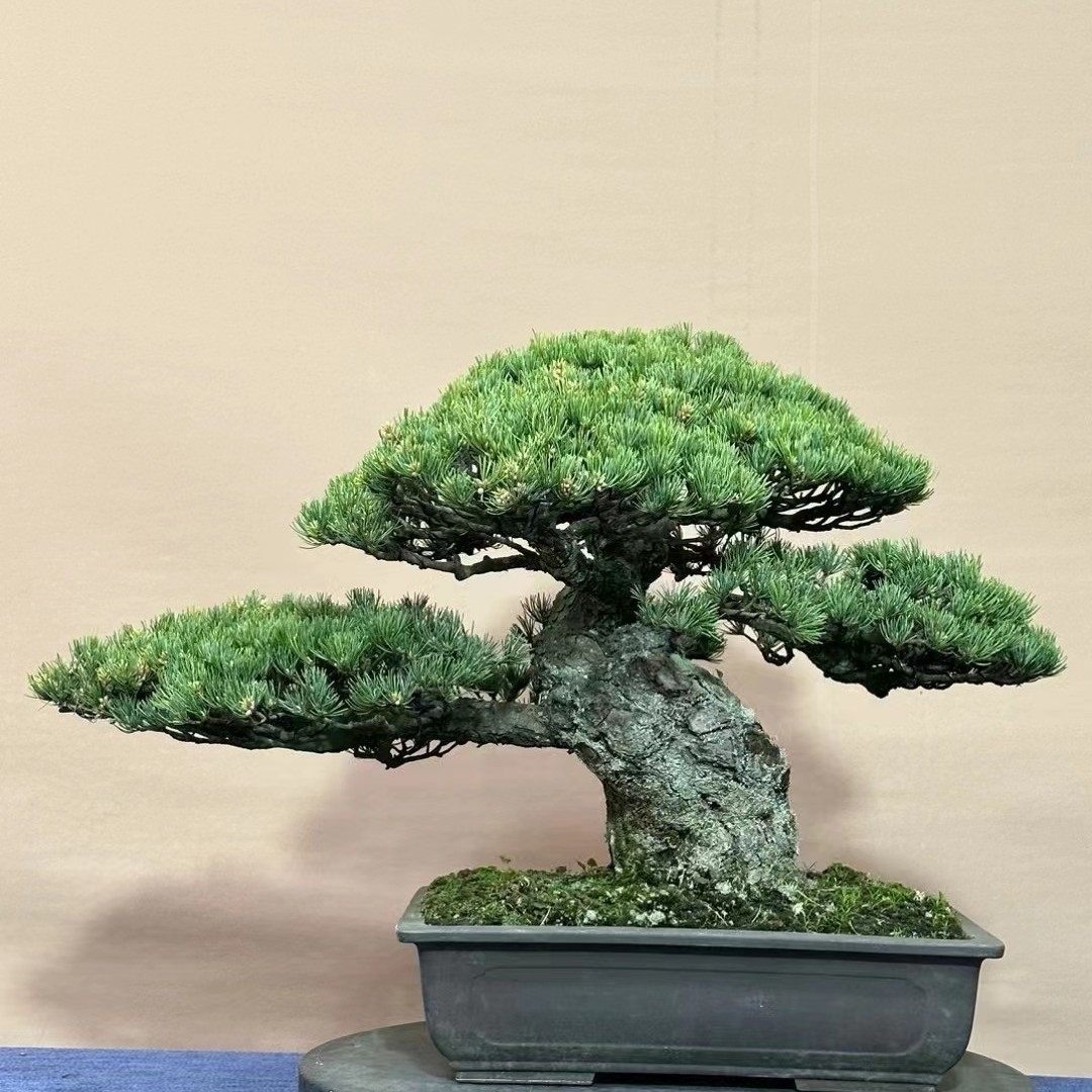 1号松树绿植盆栽一物一拍