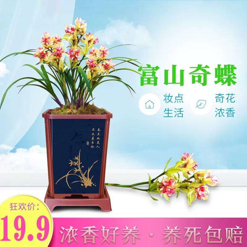 建兰浓香奇花富山花期6-11月室内绿植盆栽花卉兰花栽培夏季红色