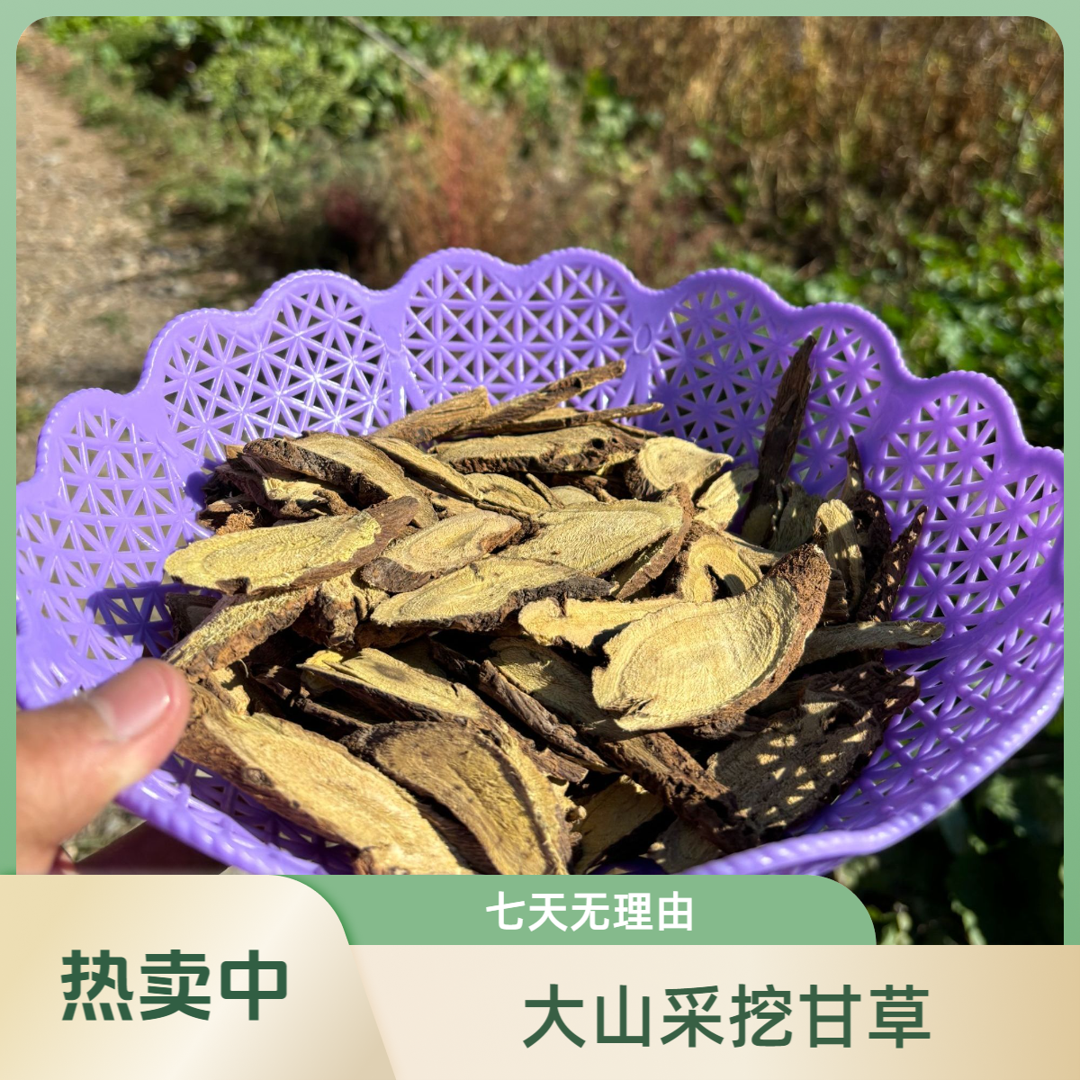 岷县 大山采挖甘草