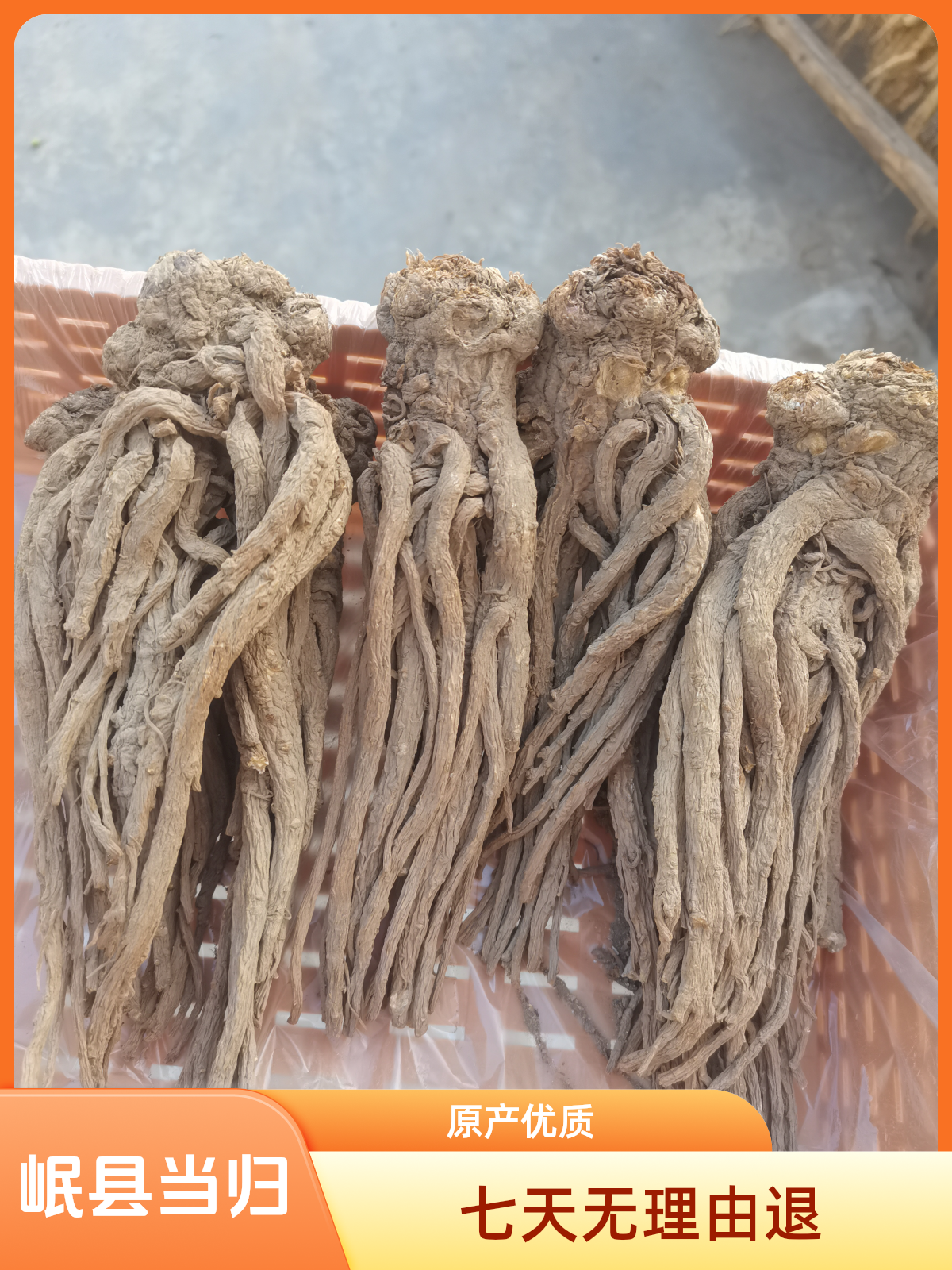(当归原条）岷县原产地当归