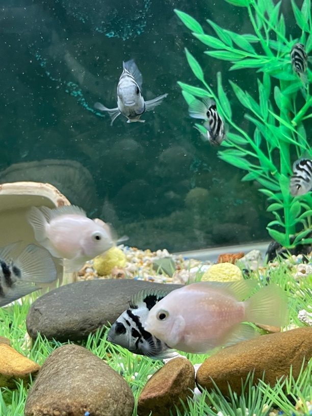 迷你鹦鹉鱼宝蓝白金胭脂粉观赏热带鱼多种规格