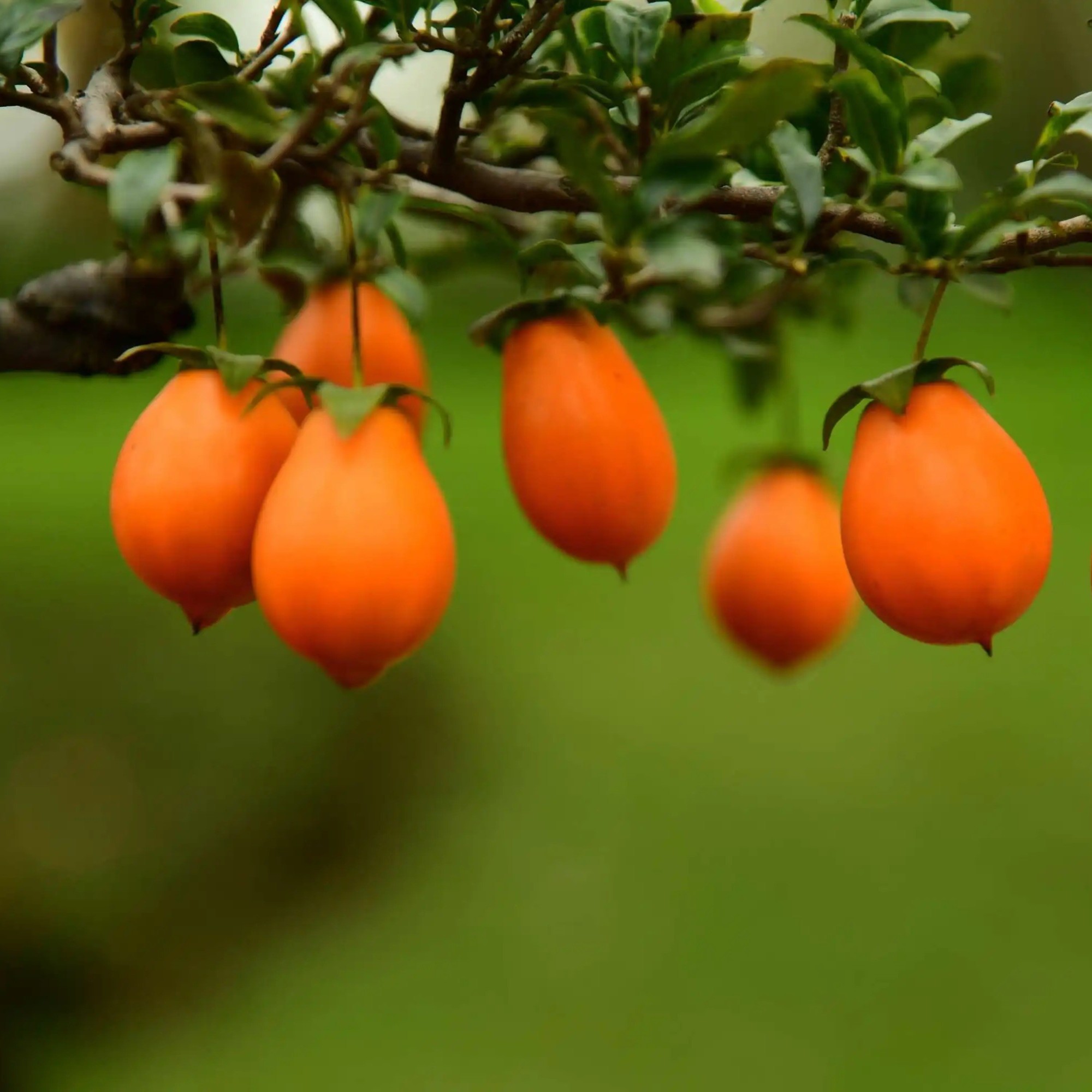 金弹子（瓶兰花）艺术盆景花卉