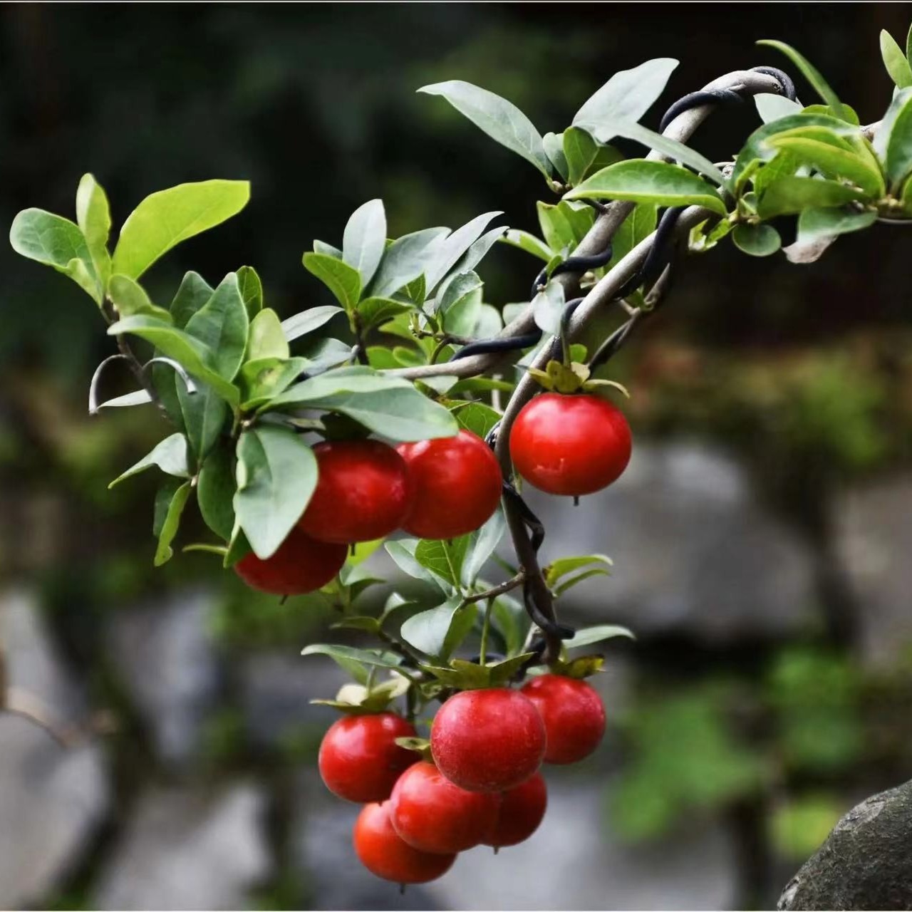 金弹子（瓶兰花）艺术盆景花卉