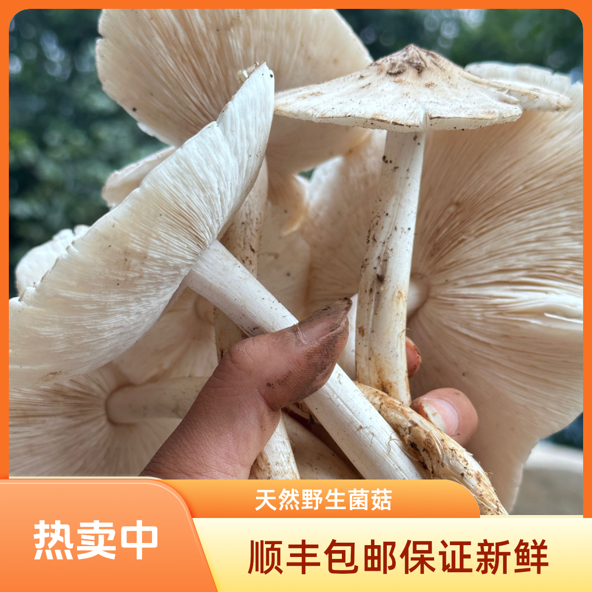 （顺丰包邮）大关本地当季新鲜三塔菌鸡纵菌 1斤起新鲜采摘当天发货