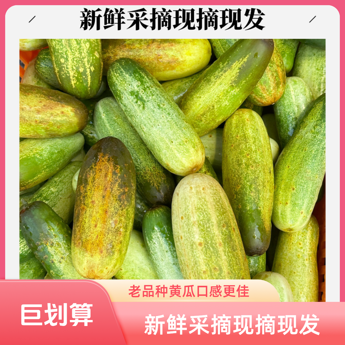 大关老品种黄瓜生吃小黄瓜 3斤5斤包邮新鲜采摘