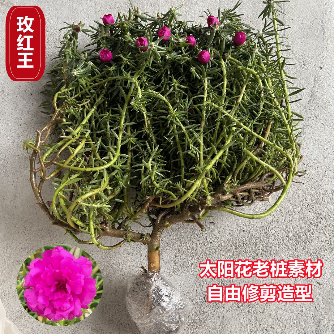 牡丹玫红王太阳花 养老桩 盆栽植物多年生