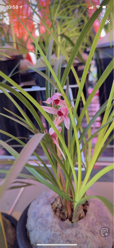 莲瓣兰兰花苗好养易开花
