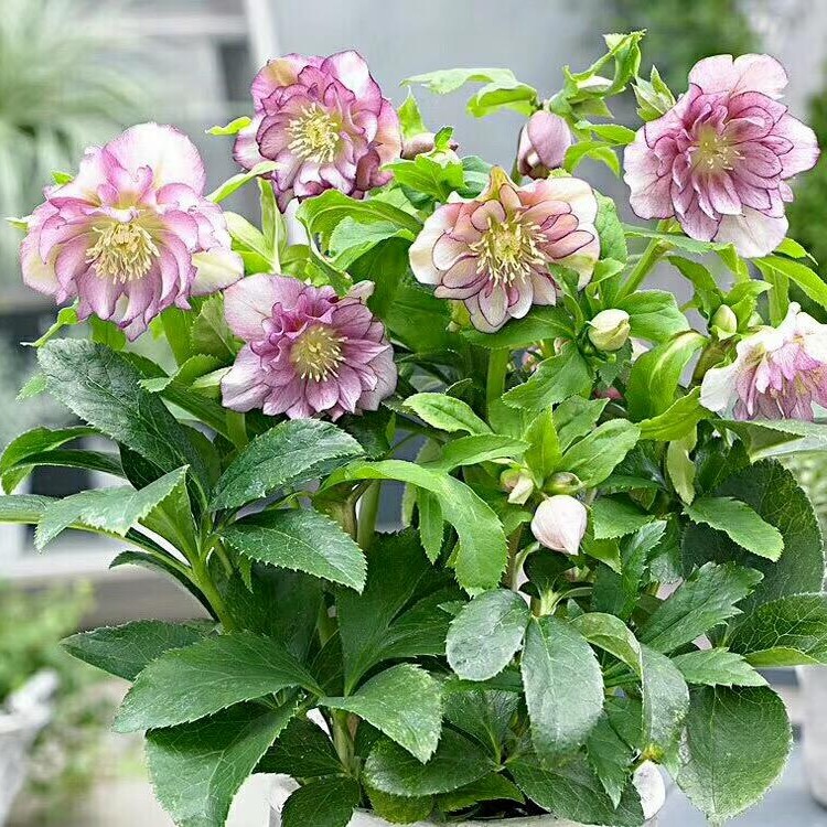 重瓣铁筷子盆栽花苗 圣诞玫瑰耐寒草本植物秋冬春季稀有花卉盆栽