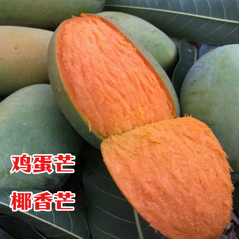 鸡蛋芒果苗 椰香芒果苗 嫁接芒果树苗 庭院阳台盆栽地栽 带土带叶
