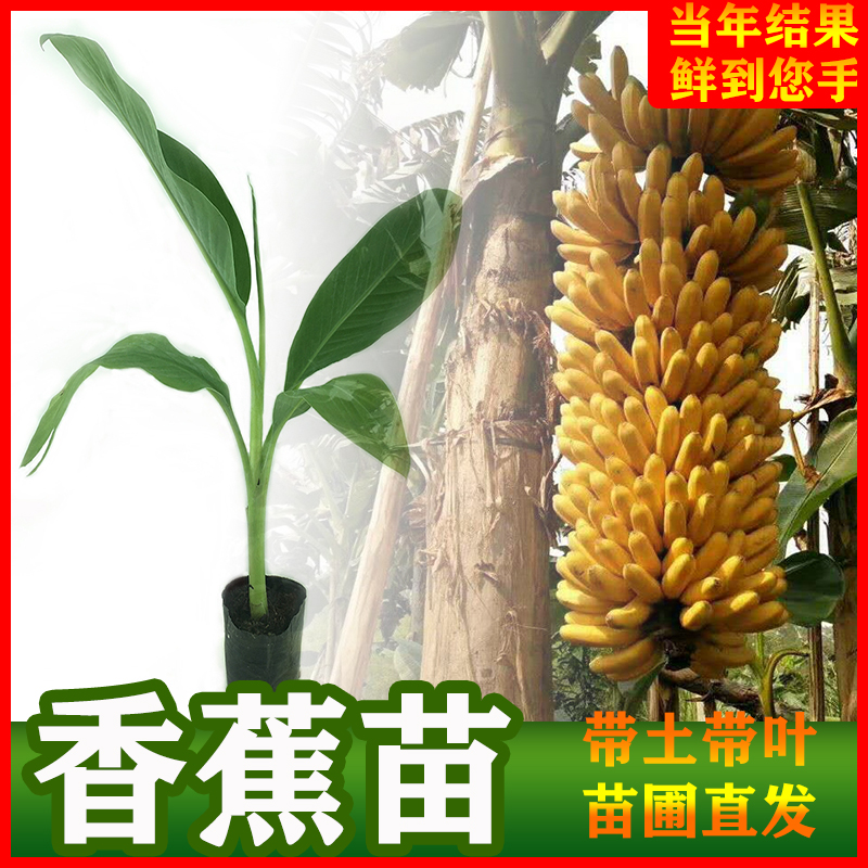 香蕉苗 中蕉9号香蕉苗当年结果 粉蕉树苗 庭院盆栽地栽 带土带叶