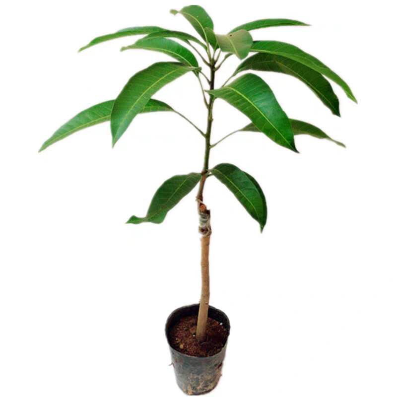 芒果苗