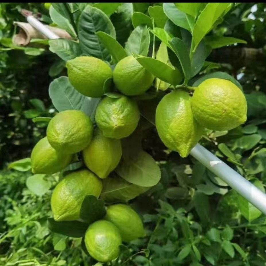 四季广东香水柠檬树苗嫁接果苗果树盆栽塔西堤青柠无籽南方种植