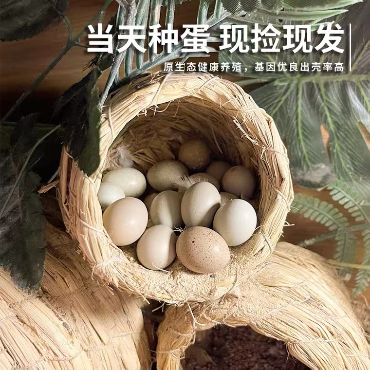 昂三只芦丁鸡种蛋受精蛋可孵化蛋全色系宠物鸡蛋孵化当天下受精卵