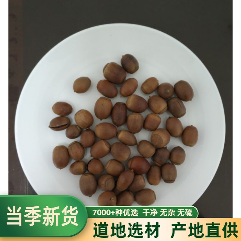 精选橡子 橡籽 橡实 栎树果橡果橡栗