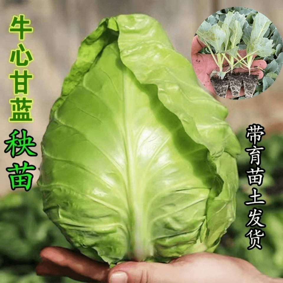 牛心甘蓝秧苗带土穴盘苗庭院种植秋冬蔬菜种子小苗根系包菜尖包菜