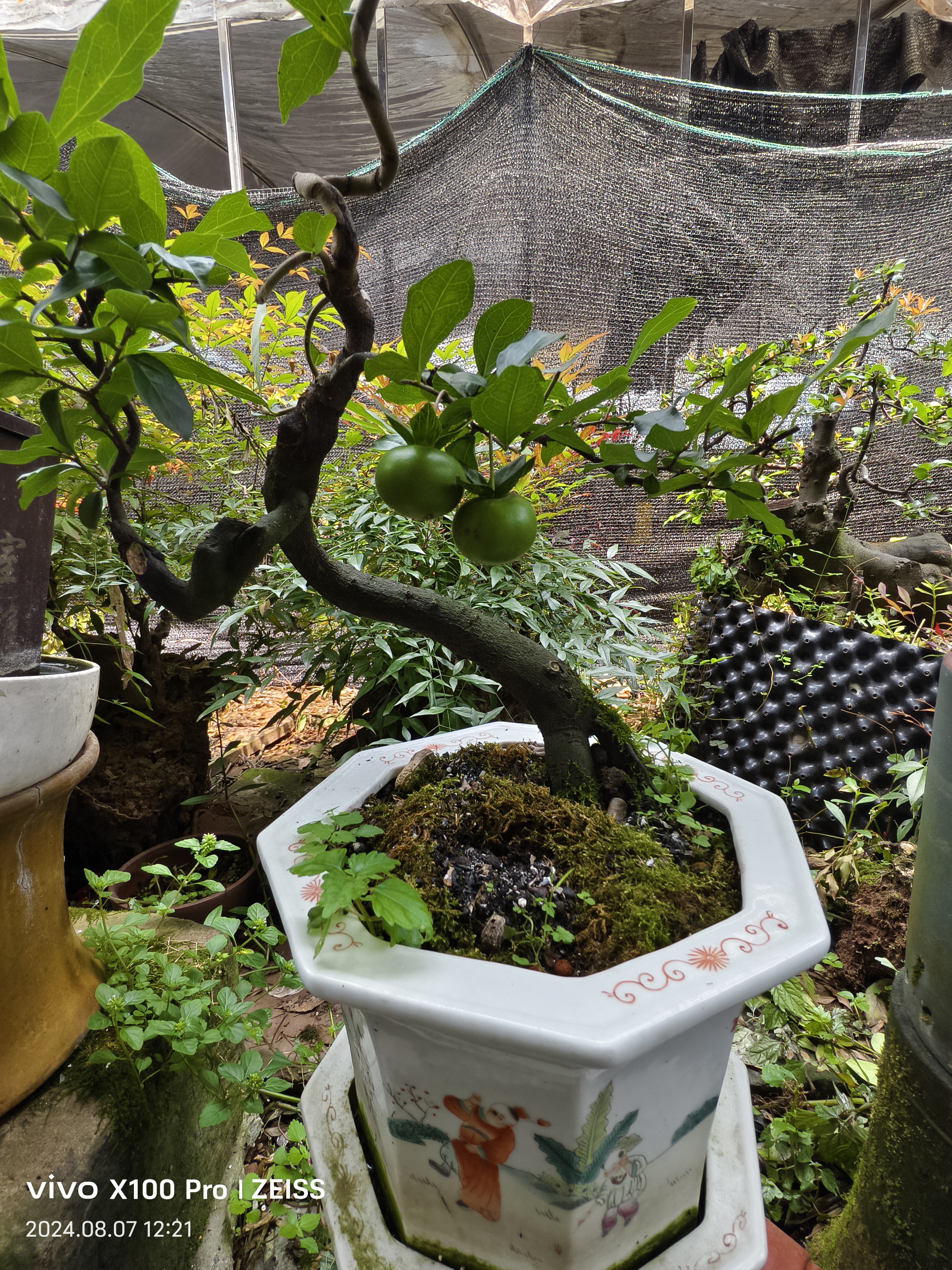 金弹子一物一拍血红果