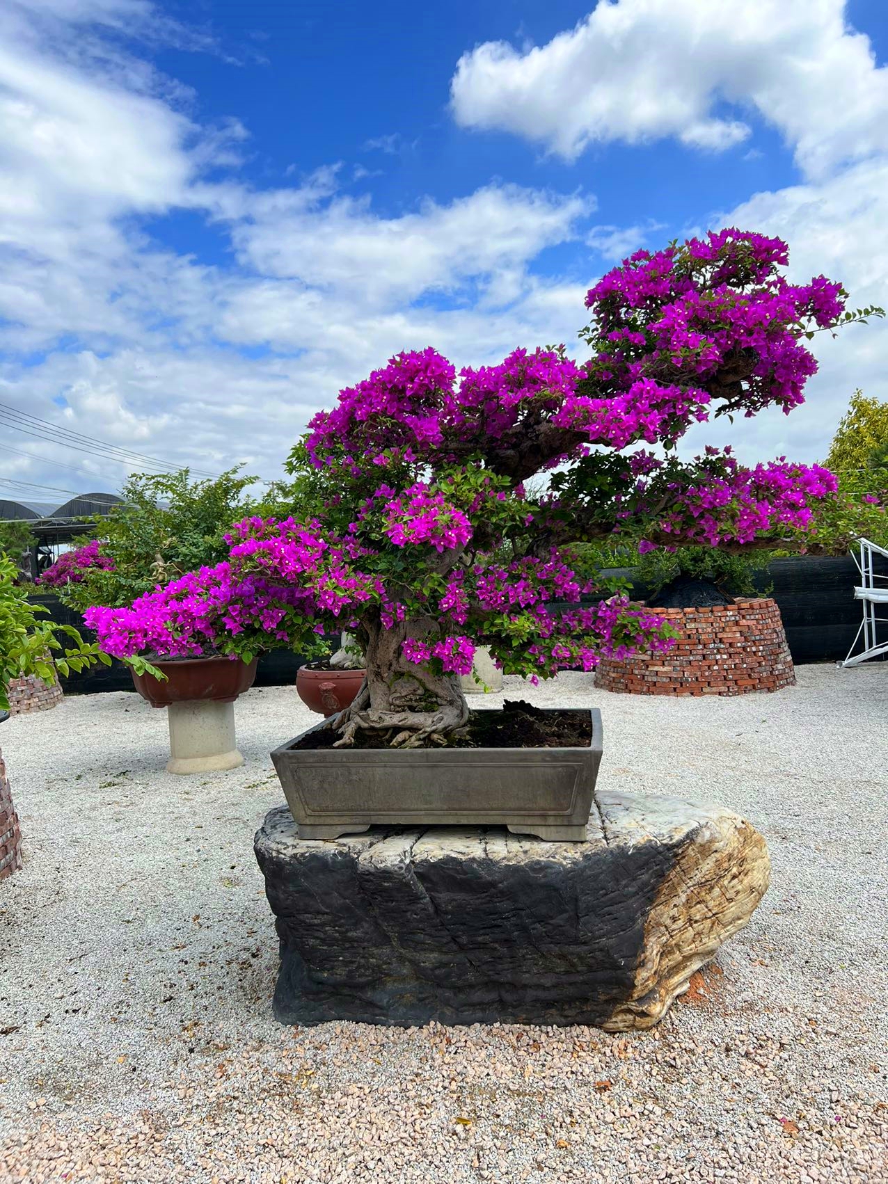 【一物一拍】三角梅盆景