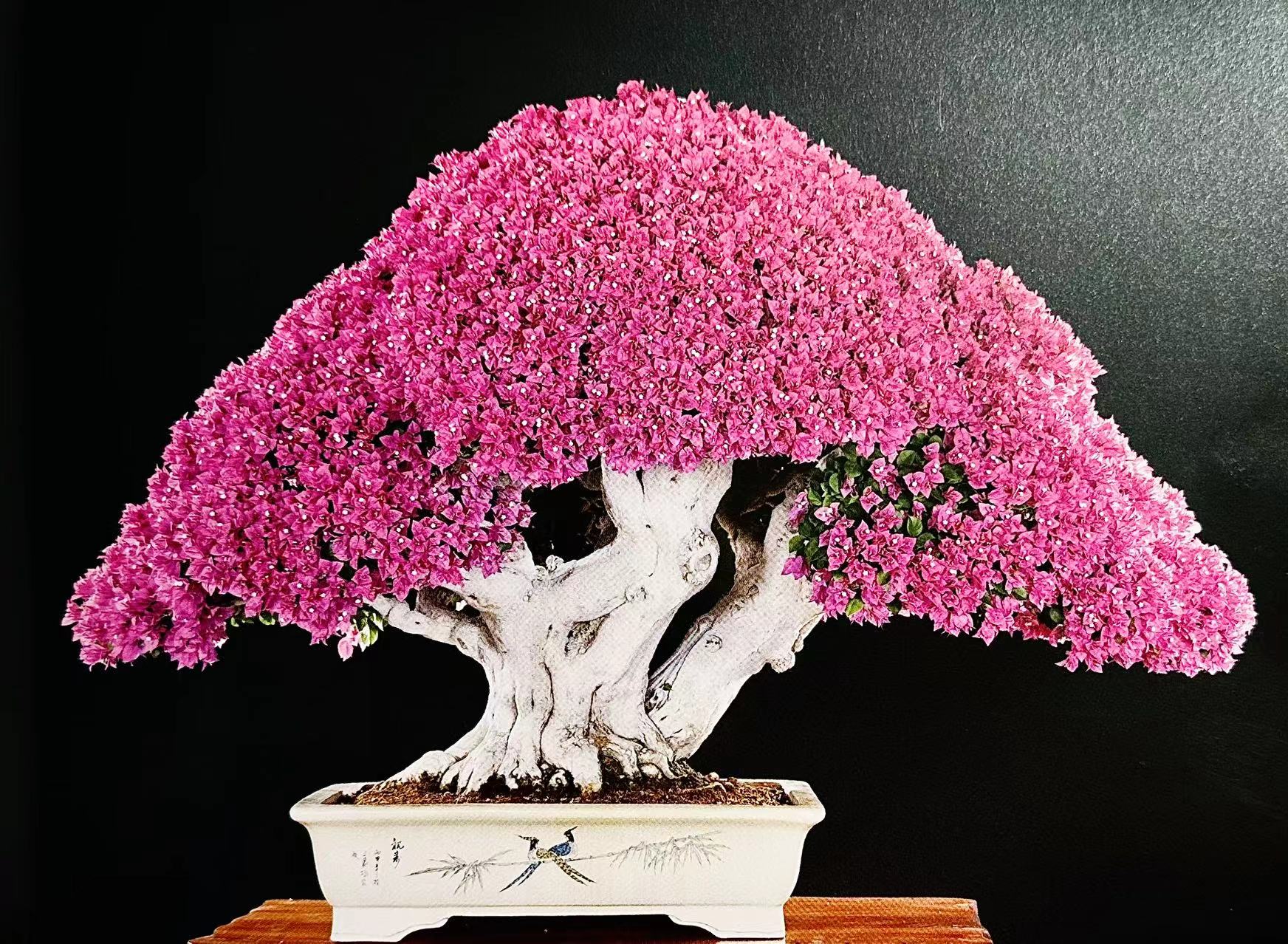 【一物一拍】精品三角梅小品盆景