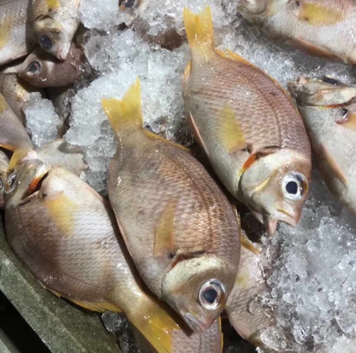 野生金菠萝鱼/太阳鱼/铁甲鱼 新鲜寄顺丰