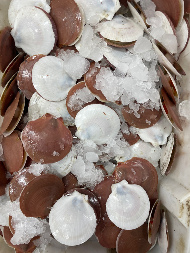 福建啊三海鲜 【野生扇贝】寄顺丰