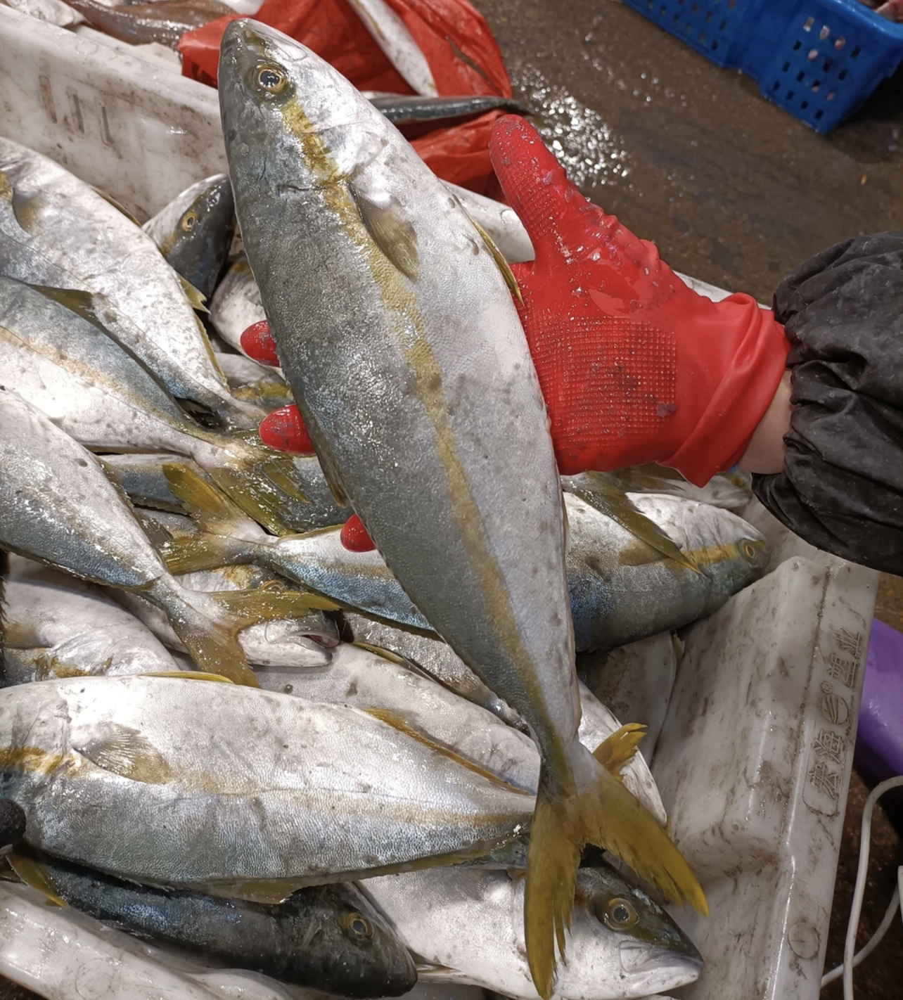 连云港发货新鲜速冻海捕黄金鲅鱼 黄条狮10斤 每条一斤左右