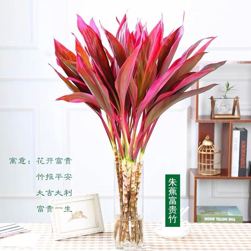 紫竹鸿运竹水培转运竹大号富贵竹水养花卉室内花卉绿植办公室盆栽