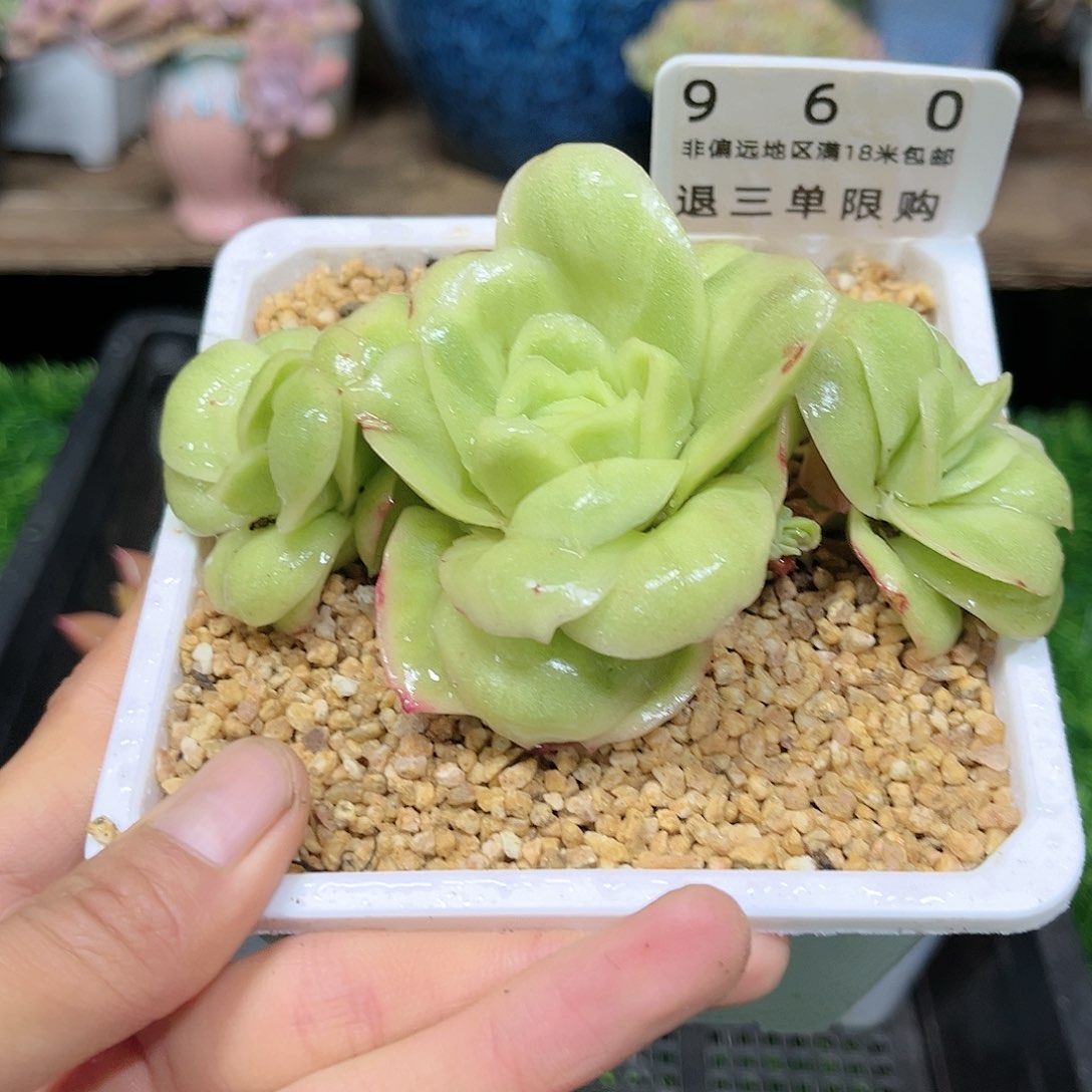 卉森多肉编号960