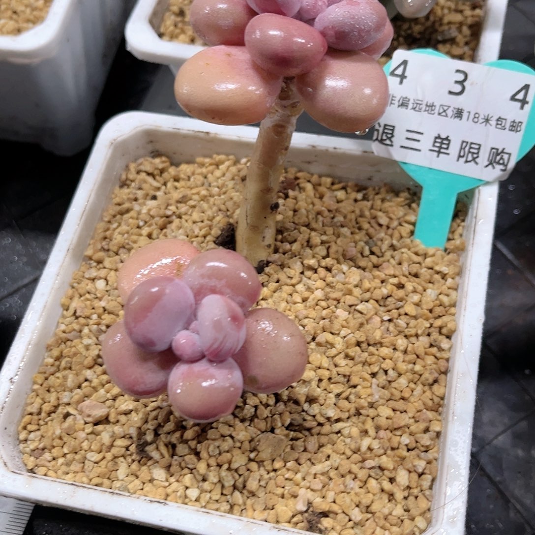 卉森多肉编号434丸叶腰子桃蛋