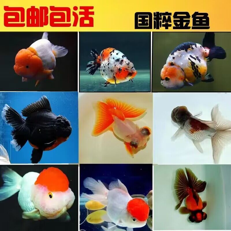 观赏金鱼兰寿玛丽蝶尾泰狮耐活好养冷水鱼