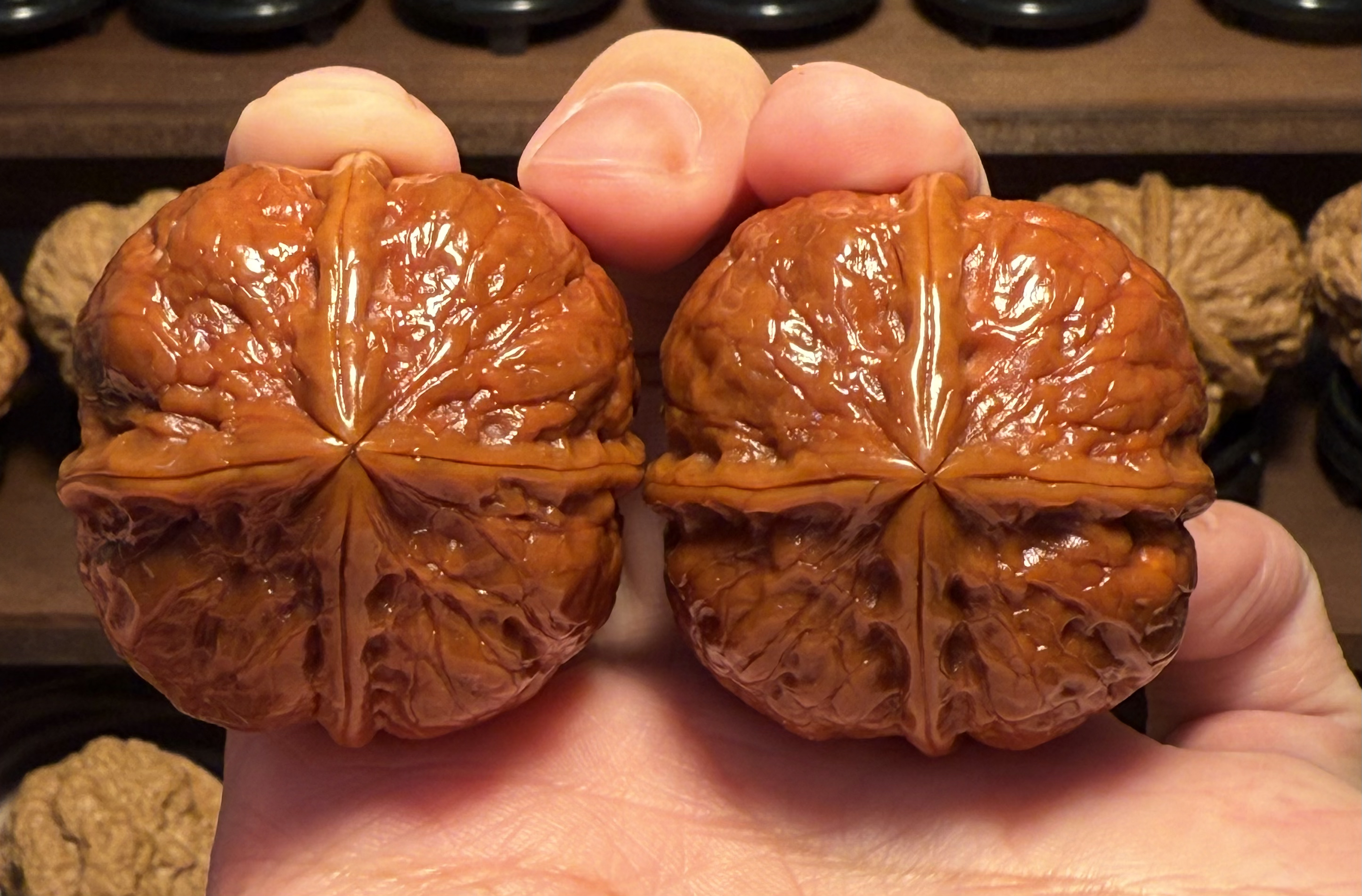 高端名铁，四棱老八一，云南铁核桃