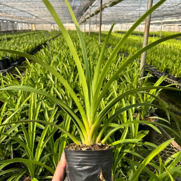 大花惠兰一年半苗