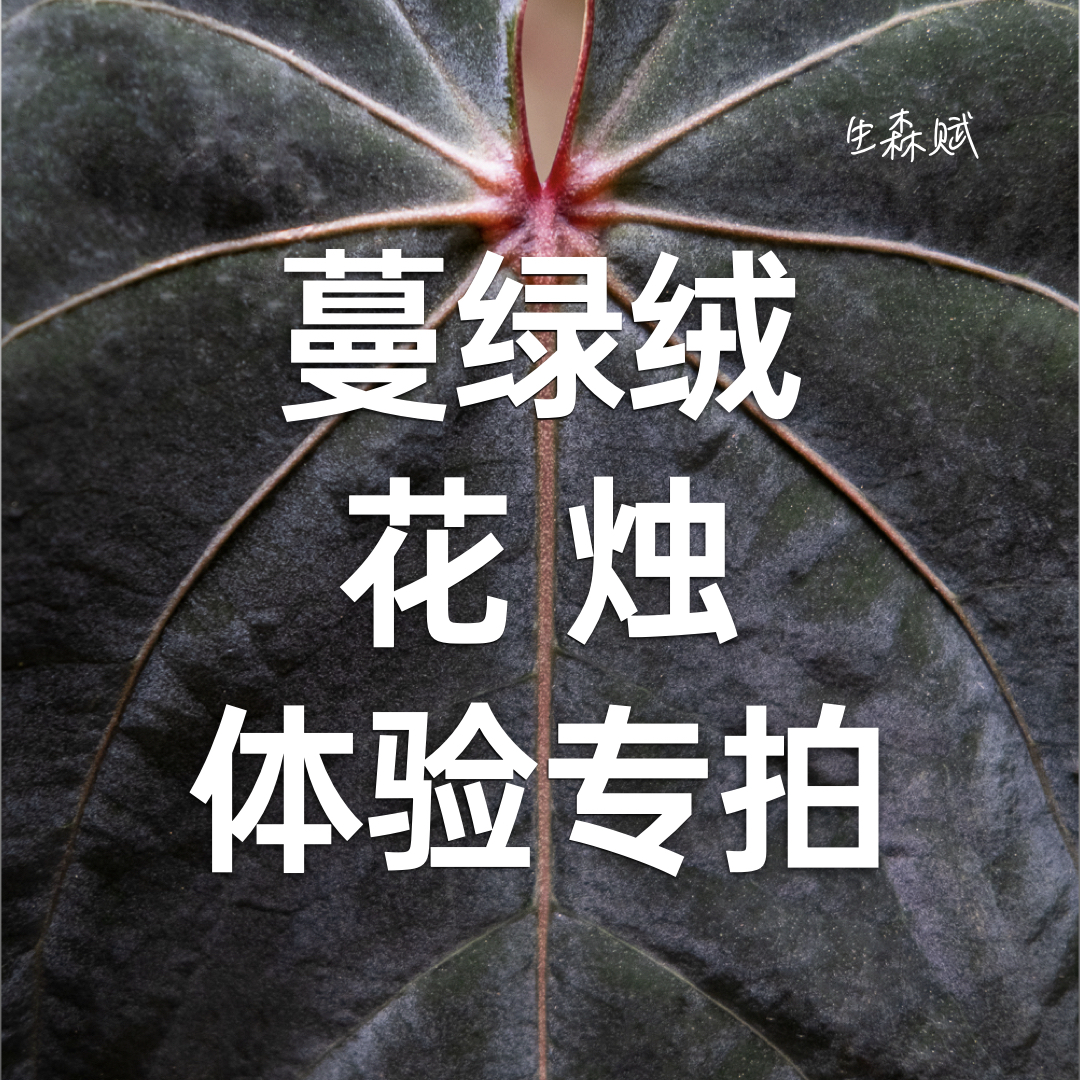  蔓绿绒花烛新手普品铜锣烧杂水晶杂室内观叶绿植促销鲜活实物