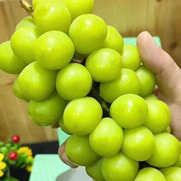 【蜂蜜晴王葡萄5斤】比初恋还甜的葡萄自带花香运，包邮