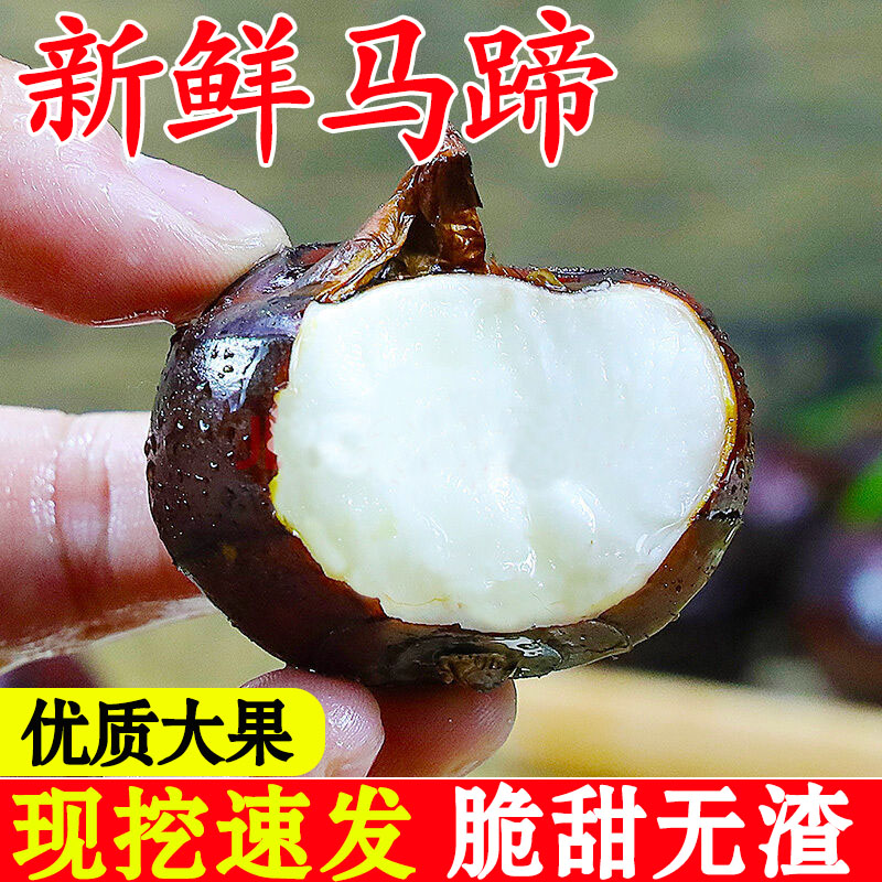 马蹄荸荠新鲜包邮马蹄果大果孛荠饽荠莲水果蔬菜马碲地力马蒂脆甜