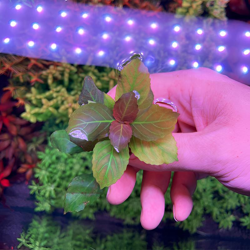 五彩薄荷马托丁香小剑蓼紫夕烧紫艳柳北美丁香黄金柳乌苏里聚藻